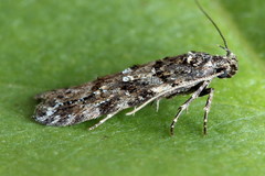 Teleiopsis diffinis