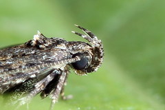 Teleiopsis diffinis