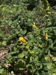 Solidago sphacelata