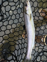 Salvelinus malma