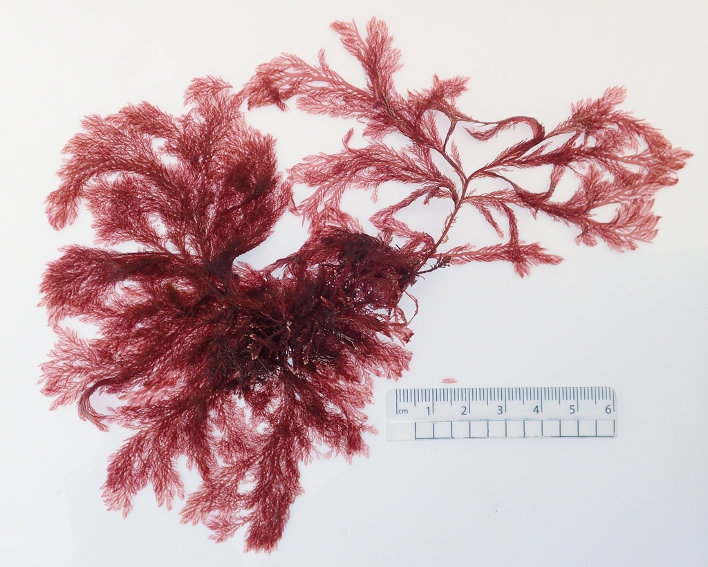 Photo of Cartilage Plocamium (Plocamium cartilagineum)