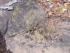 Croton heliotropiifolius