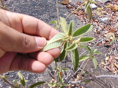 Croton heliotropiifolius