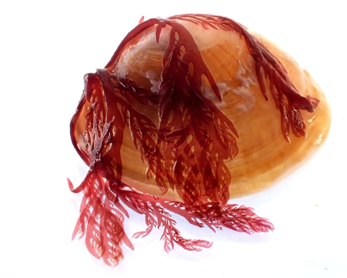 Photo of Cartilage Plocamium (Plocamium cartilagineum)