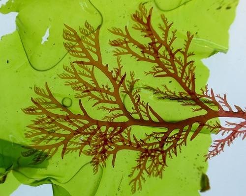 Photo of Cartilage Plocamium (Plocamium cartilagineum)