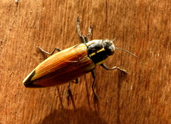 Epistomentis pictus