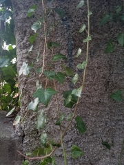Hedera helix