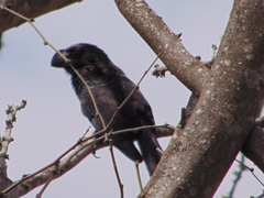 Crotophaga ani