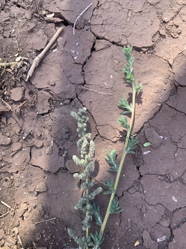 Bassia hyssopifolia observed 2023-06-09