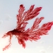 Red Algae - Photo (c) ðejay (Orkney), some rights reserved (CC BY-NC), uploaded by ðejay (Orkney)