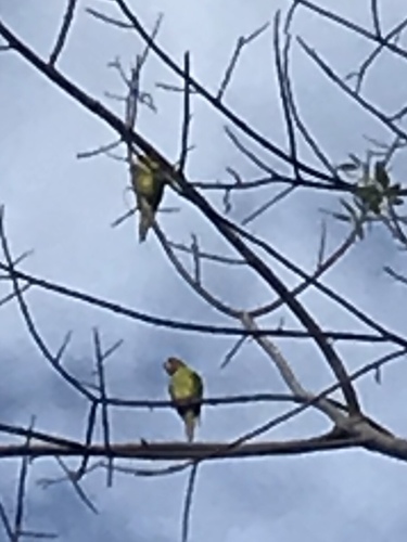 Eupsittula canicularis