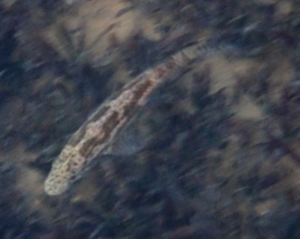 Polystigma (Nimbochromis polystigma) — Cichlidae