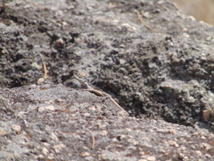 Tropidurus semitaeniatus