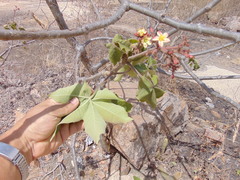 Jatropha mollissima