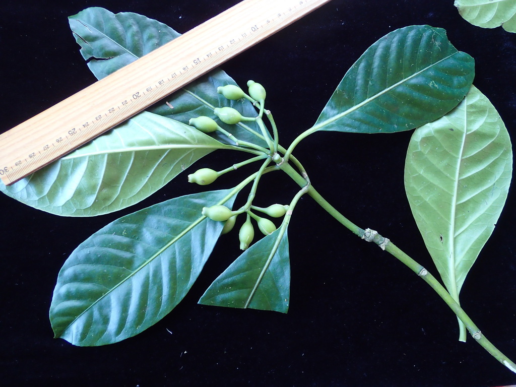 Eumachia oncocarpa
