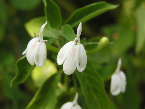 Rhinacanthus nasutus