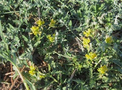 Rorippa sinuata