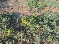 Rorippa sinuata