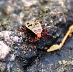 Probergrothius