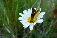 Butleria fruticolens