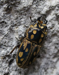 Paralissotes rufipes
