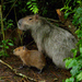 Kapybara - Photo (c) Michelle Delaloye, osa oikeuksista pidätetään (CC BY-NC)