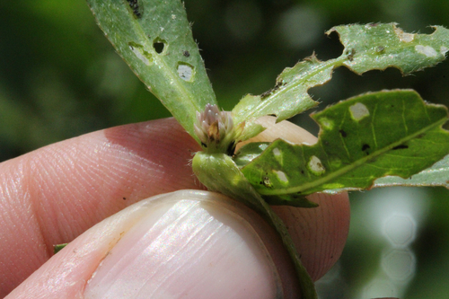 Alligatorweed Thrips photo 3