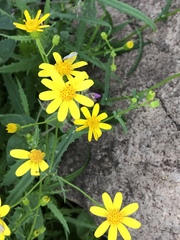 Senecio lemmonii