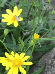 Senecio lemmonii