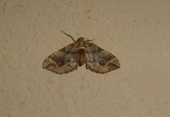 Pelurga comitata