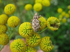 Cyphocleonus dealbatus