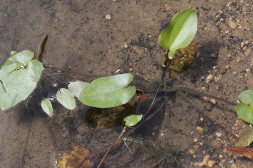 Aquarius cordifolius