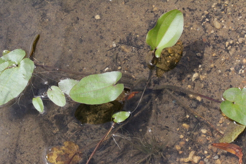 Aquarius cordifolius