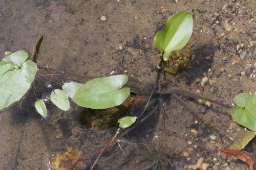 Aquarius cordifolius