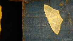 Brachurapteryx breviaria