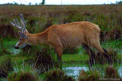 Marsh Deer photo 5