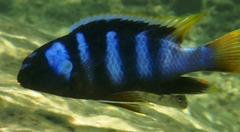 Tropheops microstoma