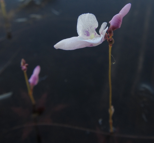 Image of Utricularia benjaminiana by (c) Robert Taylor, some rights reserved (CC BY)