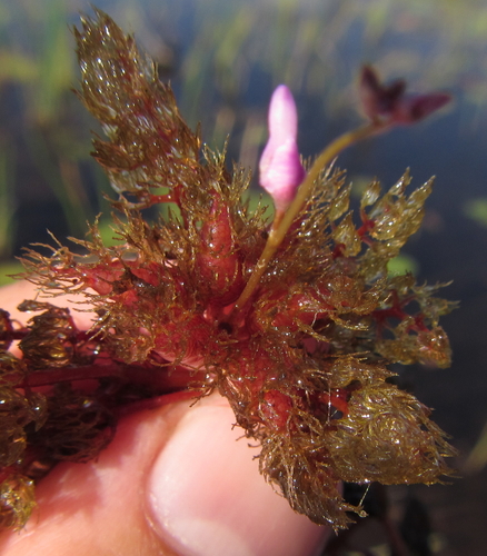 Image of Utricularia benjaminiana by (c) Robert Taylor, some rights reserved (CC BY)