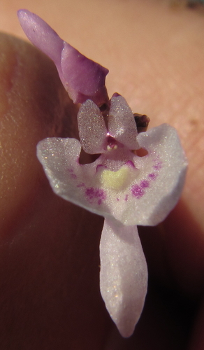 Image of Utricularia benjaminiana by (c) Robert Taylor, some rights reserved (CC BY)