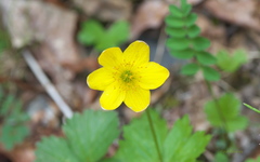 Anemonastrum richardsonii