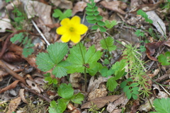 Anemonastrum richardsonii
