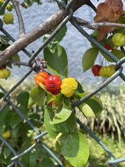 Eugenia uniflora image