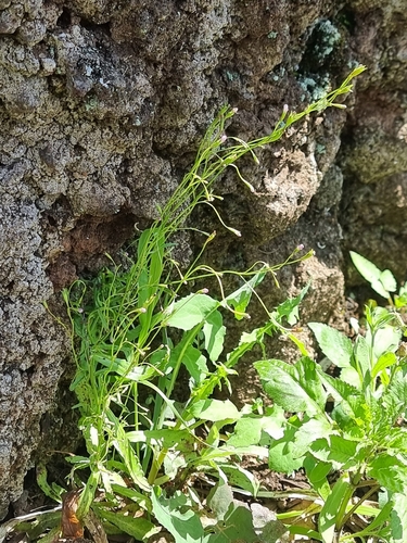 Wahlenbergia lobelioides image