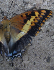 Charaxes saturnus saturnus