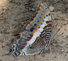 Charaxes saturnus saturnus