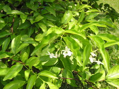 Wrightia religiosa