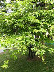 Wrightia religiosa