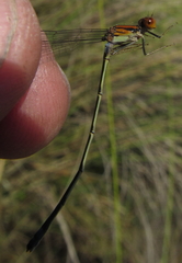 Pseudagrion sjoestedti