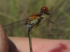 Pseudagrion sjoestedti
